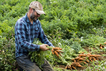 Ein Bauer hält einen Strauß frisch gepflückter Möhren. - MINF16259