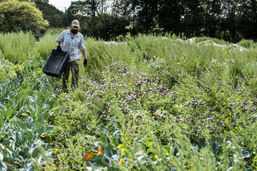 Landwirt geht auf einem Feld und trägt eine schwarze Plastikkiste. - MINF16274