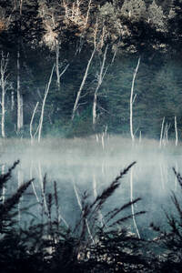 Malerischer Blick auf einen ruhigen Teich in einem üppigen Wald an einem nebligen Morgen im Sommer - ADSF25755