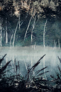 Scenic view of calm pond in lush woods in foggy morning in summer - ADSF25755