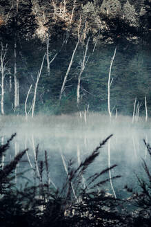 Scenic view of calm pond in lush woods in foggy morning in summer - ADSF25755