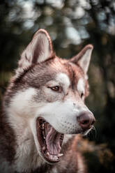 Adorable flauschigen Siberian Husky liegt friedlich auf verschneiten Boden im Wald bei Schneefall - ADSF25974