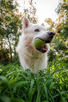 Adorable playful White Swiss Shepherd playing with tennis ball while standing in grassy lush park - ADSF25977