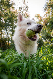Adorable spielerisch Weiß Schweizer Schäferhund spielen mit Tennisball, während in grasbewachsenen üppigen Park stehen - ADSF25977