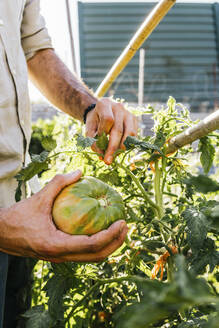 Junger Mann pflückt rohe Beefsteak-Tomaten im Gemüsegarten - MGRF00316