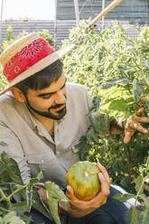Junger Mann hält Beefsteak-Tomaten, während er Pflanzen im Garten begutachtet - MGRF00318