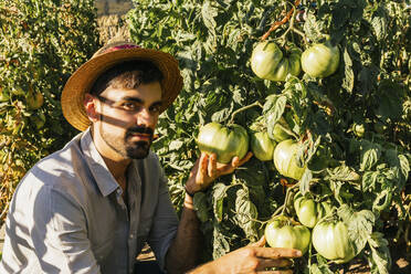 Young man wearing straw hat picking beefsteak tomatoes from vegetable garden - MGRF00321