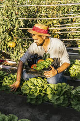 Junger Mann pflückt Salat und hält eine Kiste mit Gemüse im Garten - MGRF00324