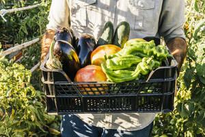 Mann trägt Kiste mit frischem Gemüse im Biogarten - MGRF00325