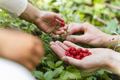 Mother and daughter collecting wild strawberries in forest - DIGF16075