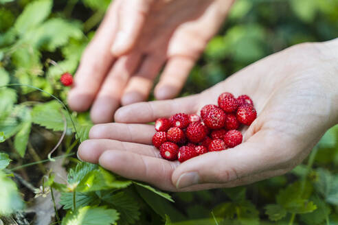 Frau hält Walderdbeeren in der Hand - DIGF16076