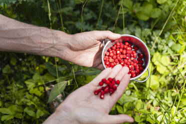 Man collecting wild strawberries in bowl - DIGF16077