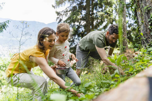 Familie pflückt gemeinsam Walderdbeeren im Wald - DIGF16079