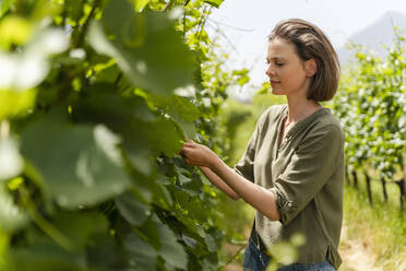 Woman checking vine plant while standing at field - DIGF16136