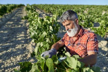 Male farmer wearing gardening gloves examining plants at vineyard - KIJF04032