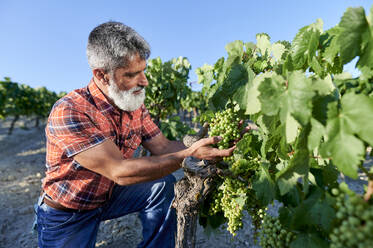 Male farmer touching bunch of grapes at vineyard - KIJF04053