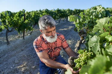 Mature male farmer examining grapes on dirt road - KIJF04054