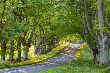 Beech tree avenue and road in morning sunlight in spring, Badbury Rings, Dorset, England, United Kingdom, Europe - RHPLF19958