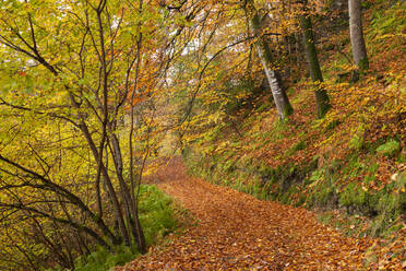 Woodland path through a deciduous forest in autumn, Watersmeet, Exmoor National Park, Devon, England, United Kingdom, Europe - RHPLF19961