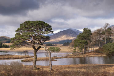 Scots Pine trees on the shores of Loch Tulla in winter in the Scottish Highlands, Scotland, United Kingdom, Europe - RHPLF19981