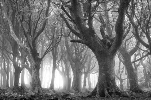 Laubwald im morgendlichen Sonnenlicht im Sommer, Cornwall, England, Vereinigtes Königreich, Europa - RHPLF19987