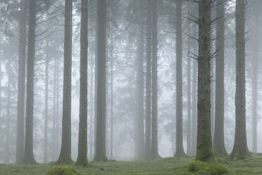 Foggy winter morning in a conifer woodland near Fernworthy Reservoir, Dartmoor, Devon, England, United Kingdom, Europe - RHPLF19991