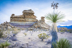 Wüstenansicht mit Yucca-Pflanze, Big Bend National Park, Texas, Vereinigte Staaten von Amerika, Nordamerika - RHPLF20055