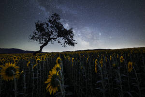 Milchstraße über einem Sonnenblumenfeld mit einer gebogenen Baumsilhouette, Emilia Romagna, Italien, Europa - RHPLF20058
