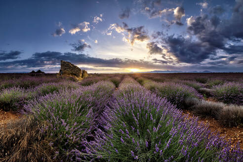 Ruinen in einem Lavendelfeld bei Sonnenaufgang in der Provence, Frankreich, Europa - RHPLF20070