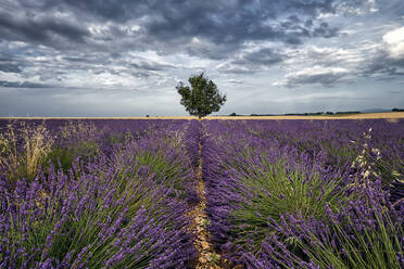 Symmetrisches Lavendelfeld und ein einsamer Baum in der Mitte, Valensole, Provence, Frankreich, Europa - RHPLF20071