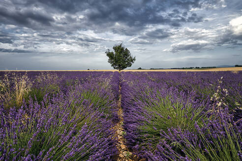 Symmetric lavender field and a lonely tree in the middle, Valensole, Provence, France, Europe - RHPLF20071