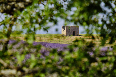 A ruin and lavender field framed by tree branches, Valensole, Provence, France, Europe - RHPLF20072