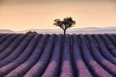 Einsamer Baum auf einem Lavendelfeld bei Sonnenuntergang, Valensole, Provence, Frankreich, Europa - RHPLF20073