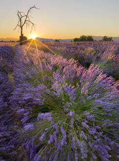 Sunrise in a lavender filed with a dead tree, a ruin and the sun burst, Valensole, Provence, France, Europe - RHPLF20076