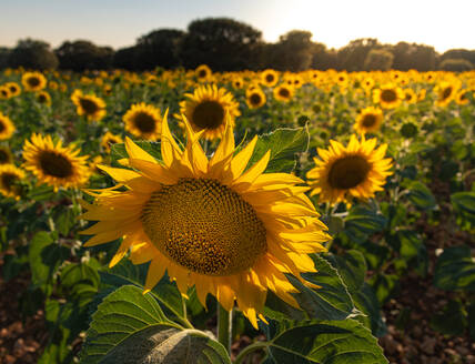 Sonnenblumenfeld in Brihuega, Guadalajara, Spanien, Europa - RHPLF20250