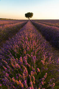 Lavender fields of Brihuega, Guadalajara, Spain, Europe - RHPLF20251