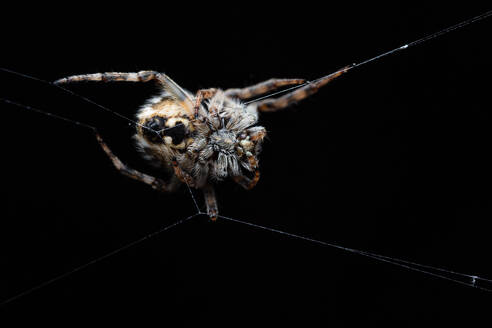 Kleine Spinne Agalenatea redii über Nacht auf schwarzem Hintergrund - ADSF26308