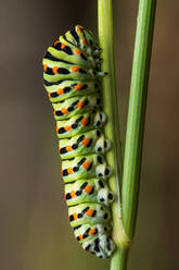 Close up of Caterpillar swallowtail butterfly Papilio machaon climbing up a branch - ADSF26311