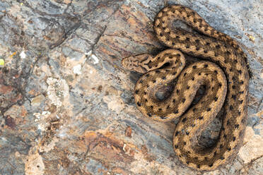 Top view of Asp viper Vipera aspis on natural rock background - ADSF26312