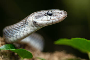 Porträt Äskulapnatter Zamenis longissimus mit Parzialmelanismus in der Natur - ADSF26320