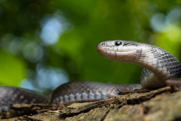 Porträt Äskulapnatter Zamenis longissimus mit Parzialmelanismus in der Natur - ADSF26321