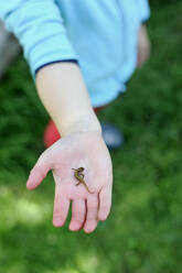 Girl with newt on palm at garden - GISF00820