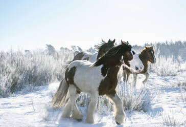 Schöne Wildpferde im Schnee - FSIF05701