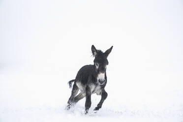 Cute black donkey running in snow - FSIF05708