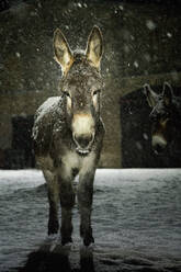 Porträt Esel im Schnee bei Nacht - FSIF05713