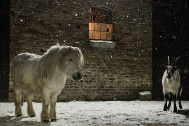 Pony und Ziege im Schnee vor der Scheune bei Nacht - FSIF05714