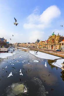 Möwen fliegen über den zugefrorenen Spaarne-Kanal im Winter, Haarlem, Bezirk Amsterdam, Nordholland, Niederlande, Europa - RHPLF20256