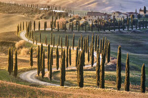 Tree-lined avenue with cypresses at sunset in Tuscany, Italy, Europe - RHPLF20298