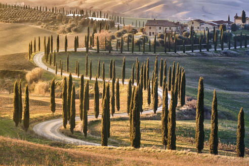 Von Bäumen gesäumte Allee mit Zypressen bei Sonnenuntergang in der Toskana, Italien, Europa - RHPLF20298