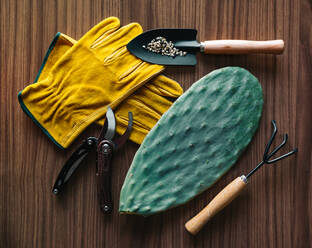 Top view of cactus seedling placed near various gardening tool on wooden table - ADSF26506